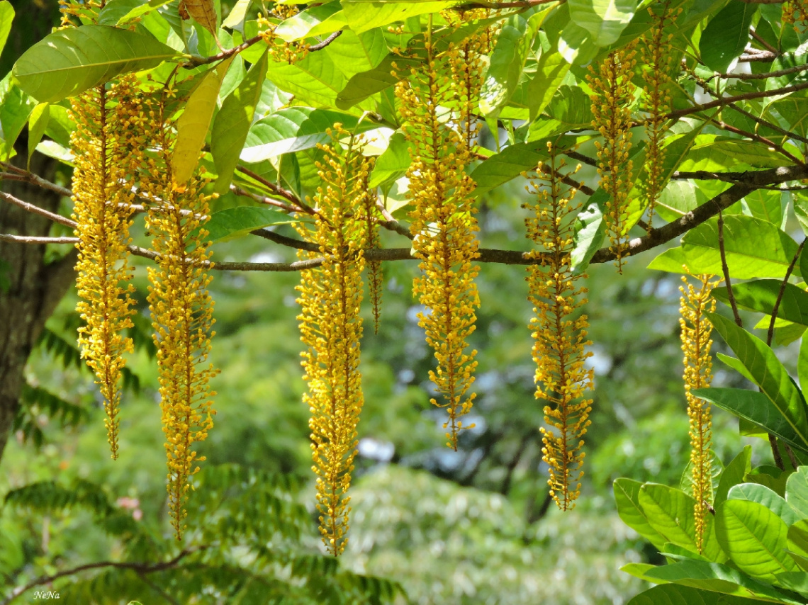 Tree  flowers