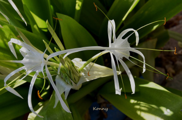 lily