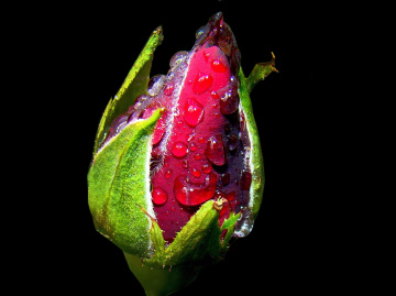 REGENTROPFEN