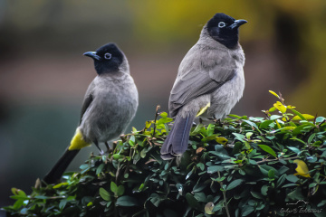 White-spectacled Bulbul