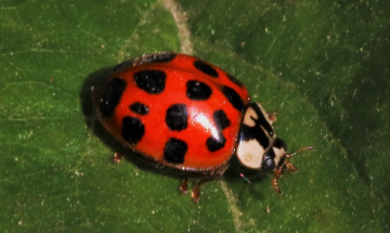On its leaf...