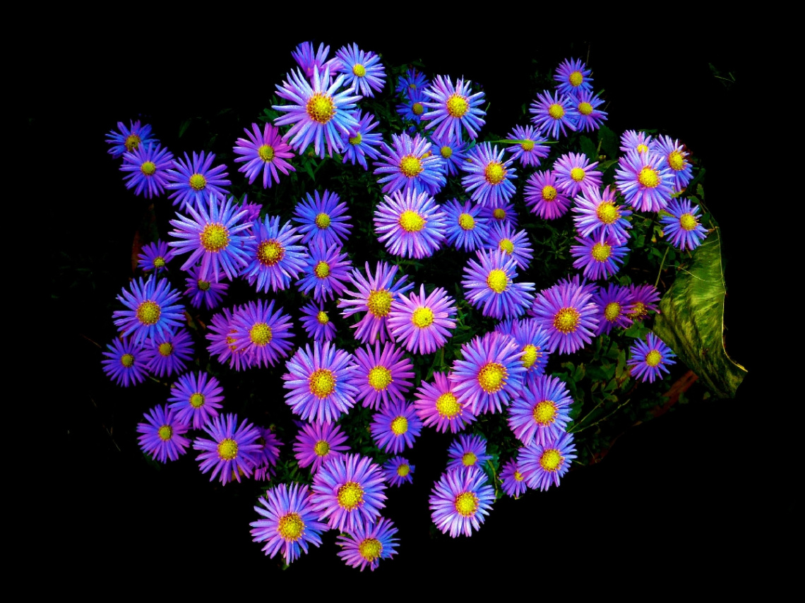 BLÜTEN
