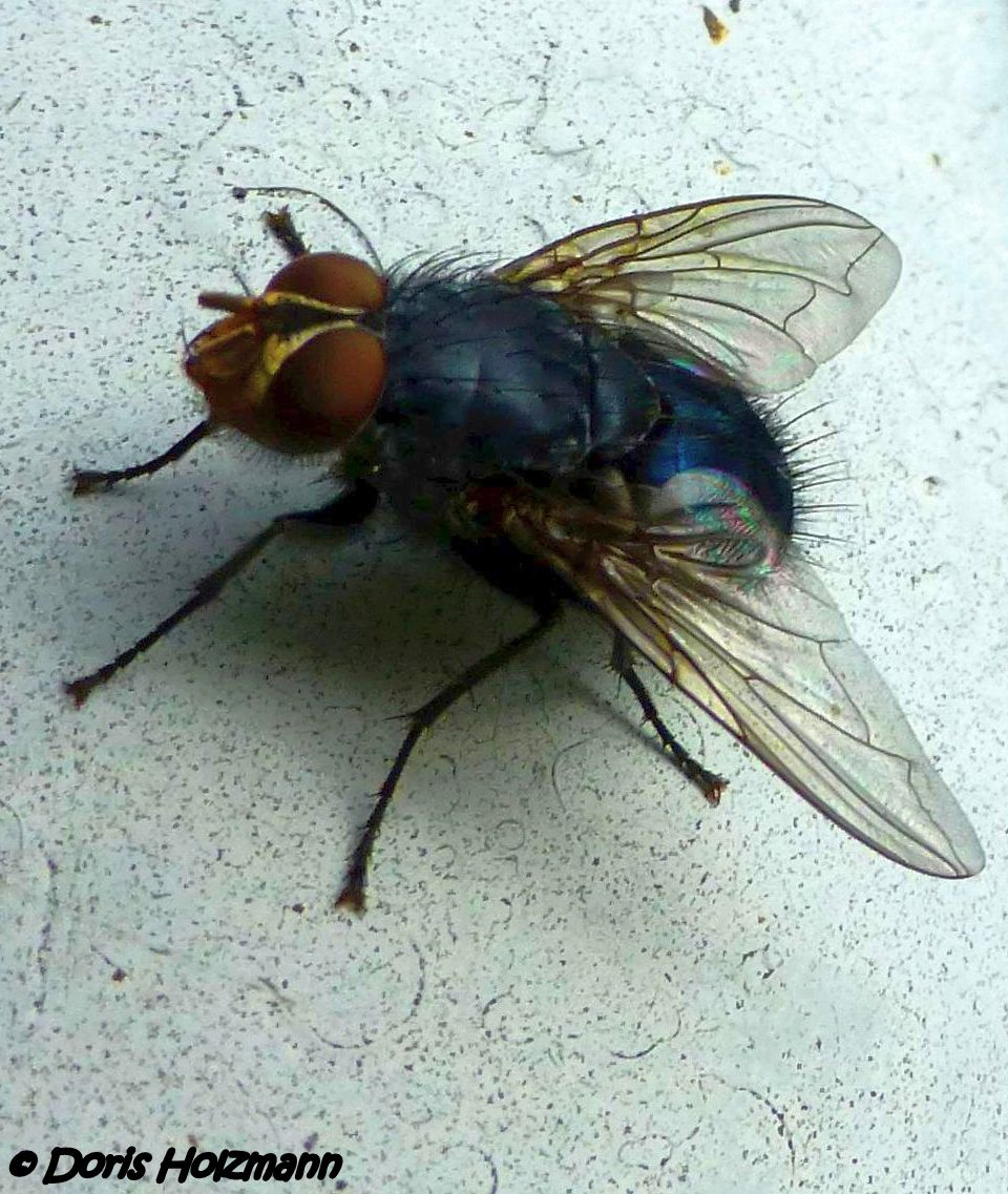 Fliege
