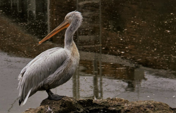Pelican moment