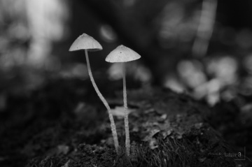 mushroom