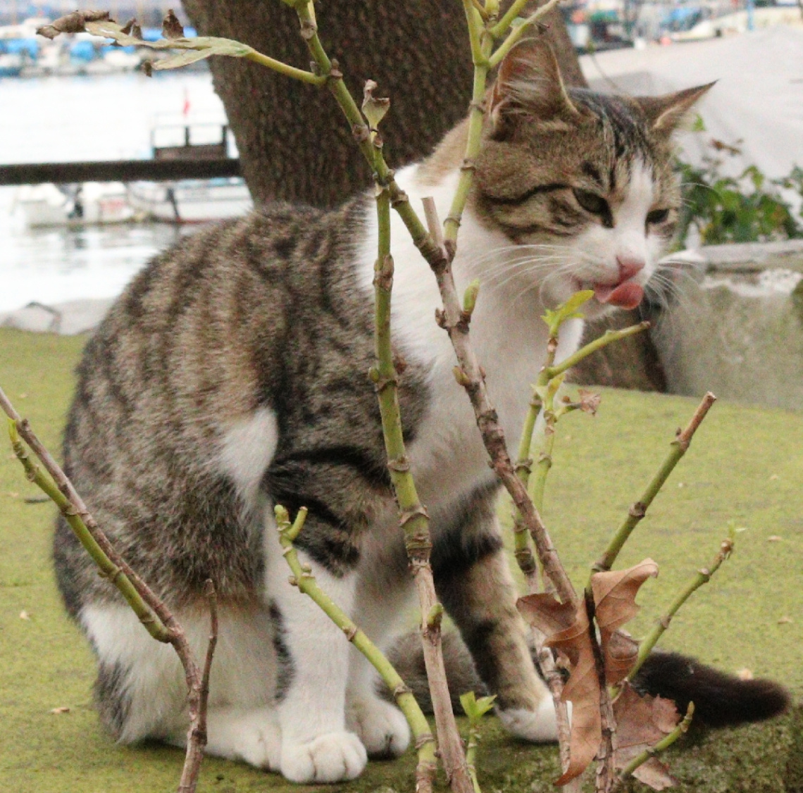 Kedi