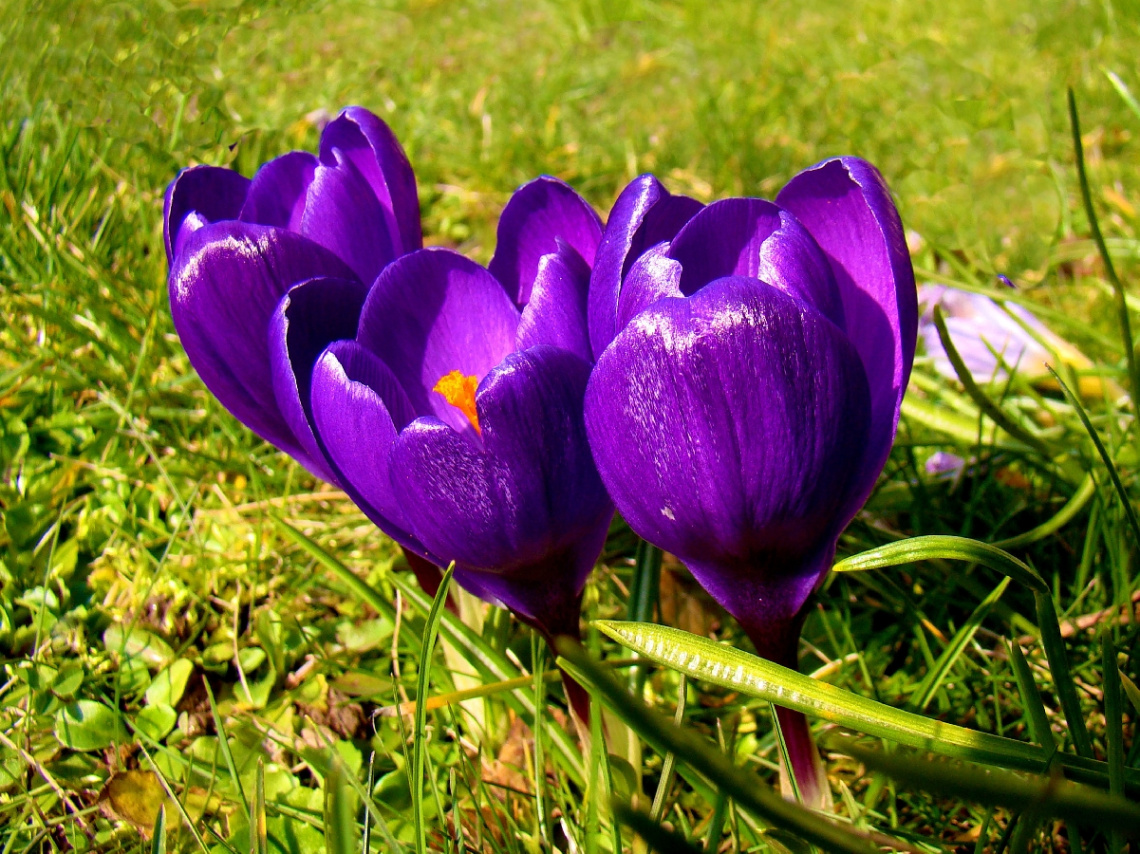 BLÜTEN
