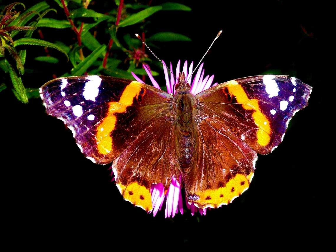 SCHMETTERLING