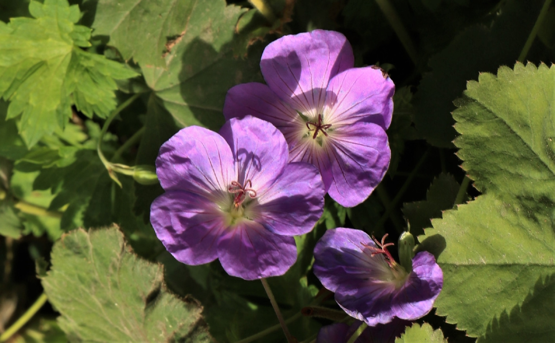 Purple...