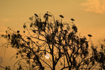 It’s time to rest - Ak balıkçıllar- white egret,