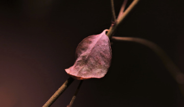A lonely leaf...
