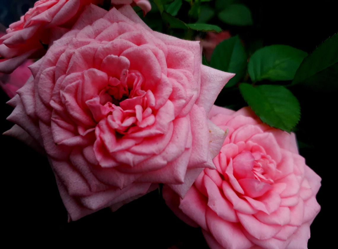 Mini Roses
