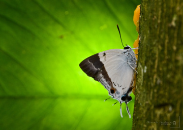 sahyadri banded royal