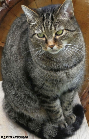 Katze