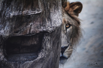 Pusu - Lion waiting in ambush