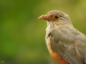 Turdus rufiventris 