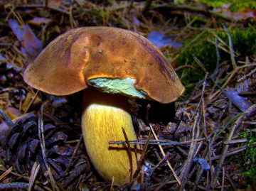 PILZ