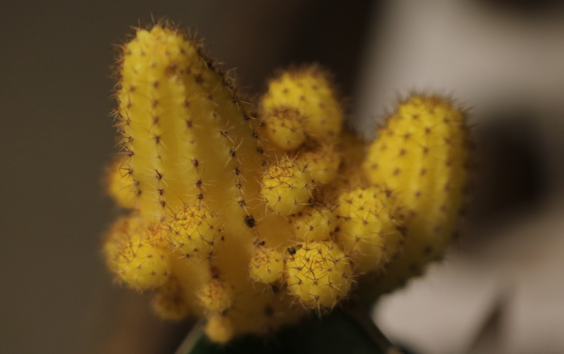Cactus mode...