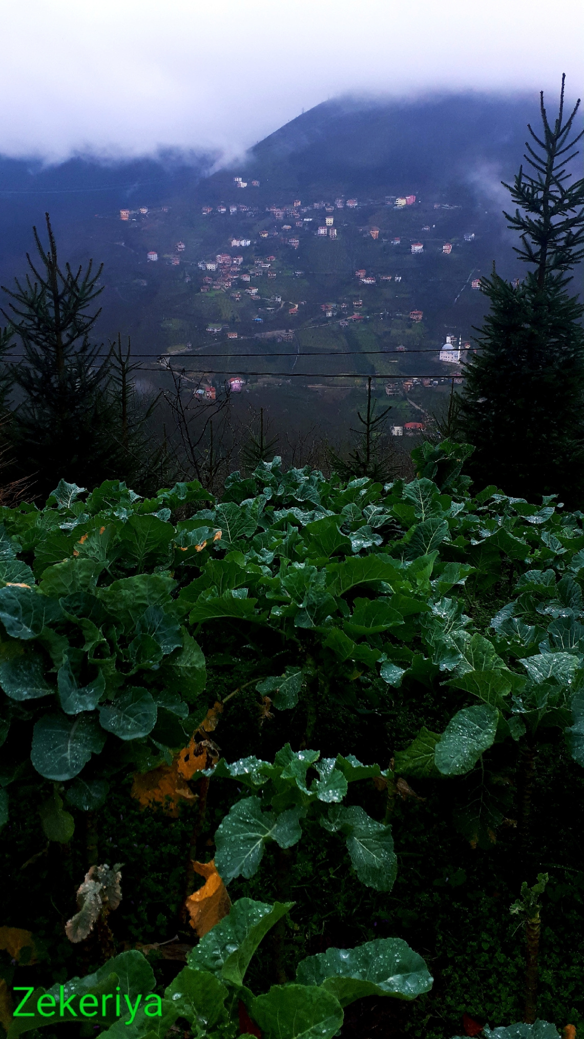 Karadeniz,karalahana,köy