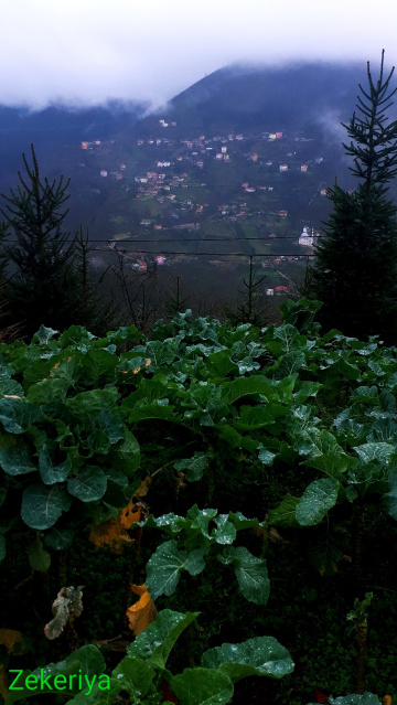 Karadeniz,karalahana,köy