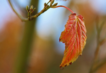 Colors from autumn