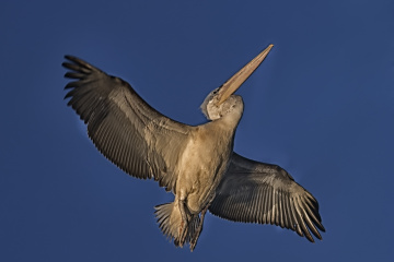 Pelikan