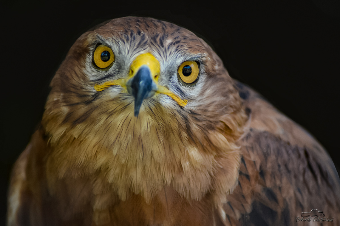 Kızıl şahin - Long-legged buzzard
