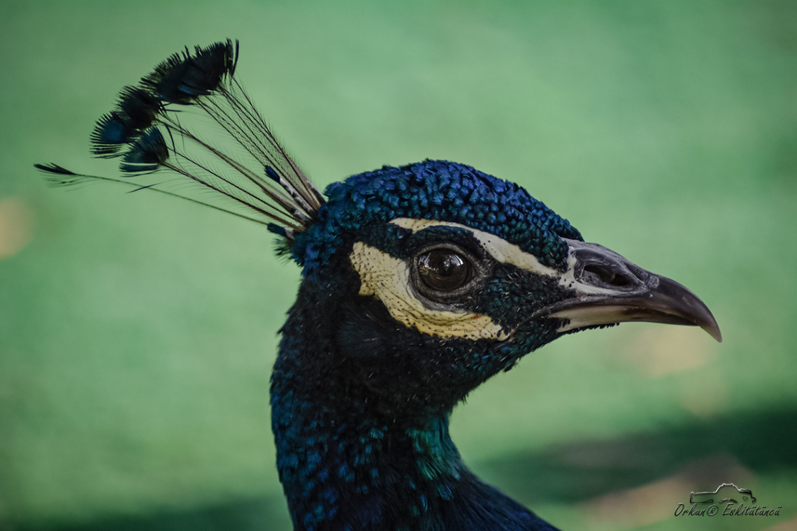 Tavus kuşu - Peacock