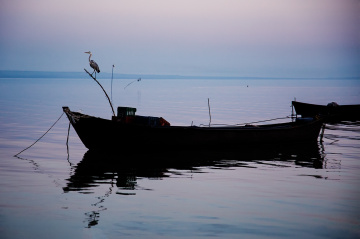 Göl - Sandalda Balıkçıl