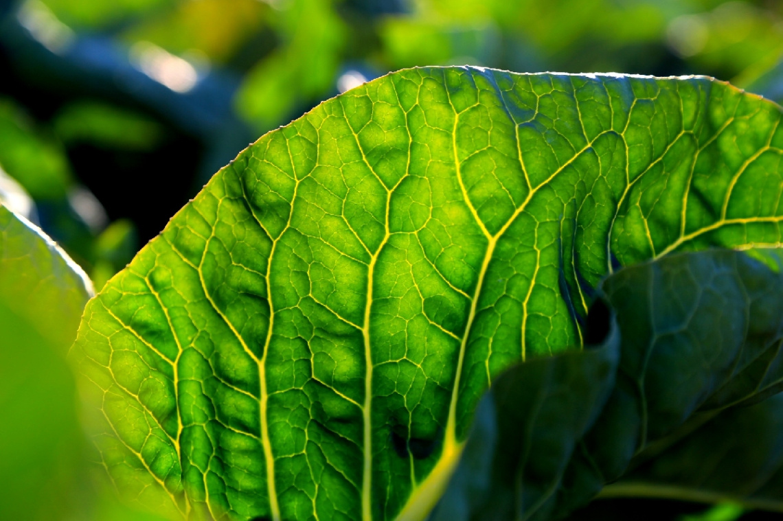 Cabbage