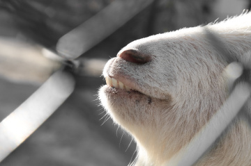 Teeth