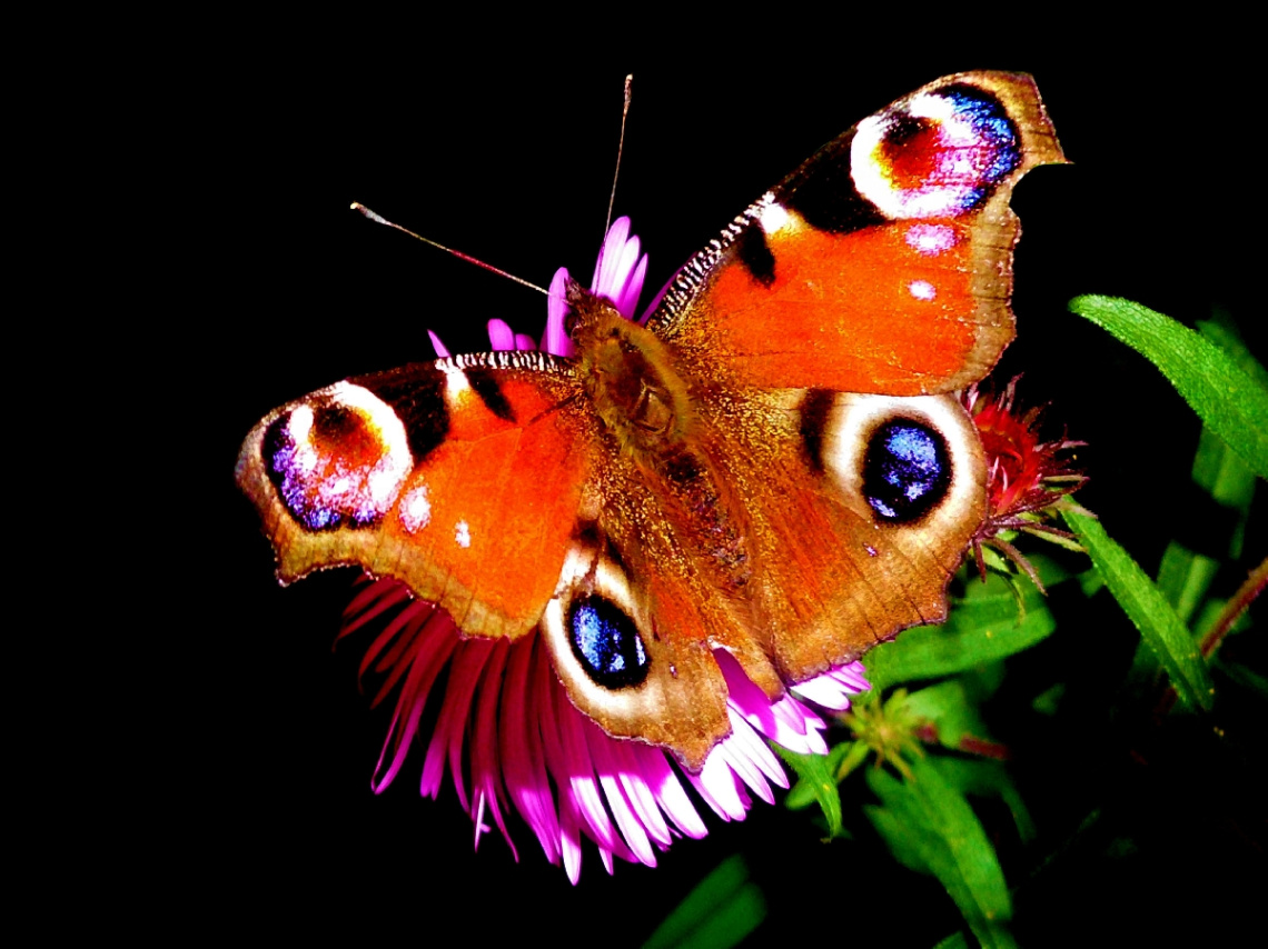 SCHMETTERLING