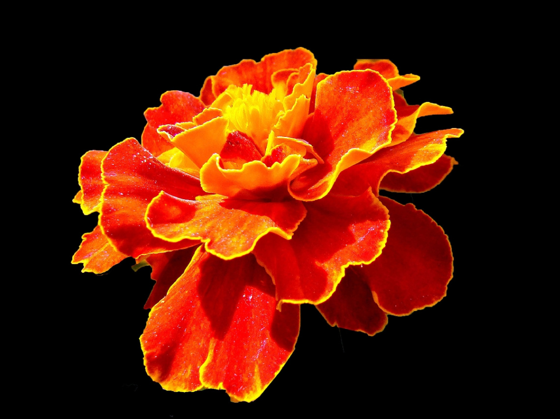 BLÜTE