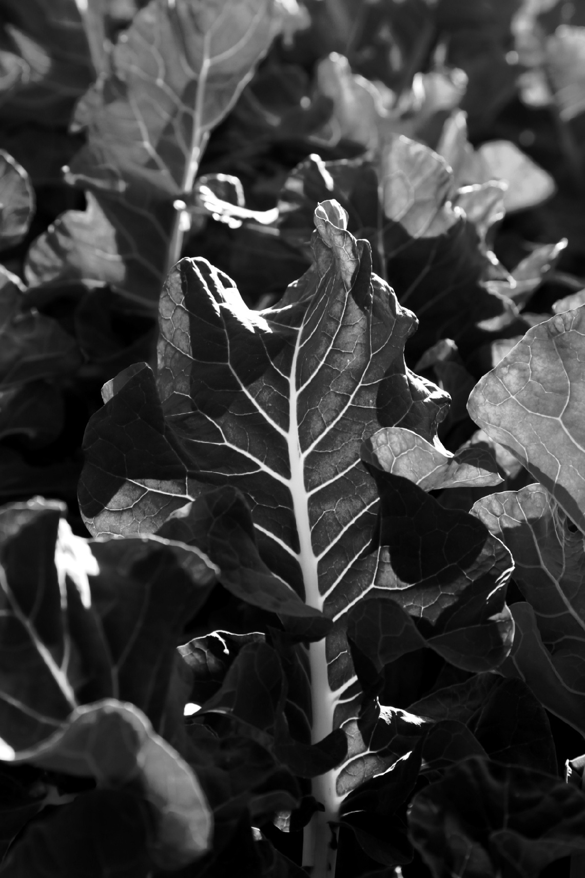 Veins