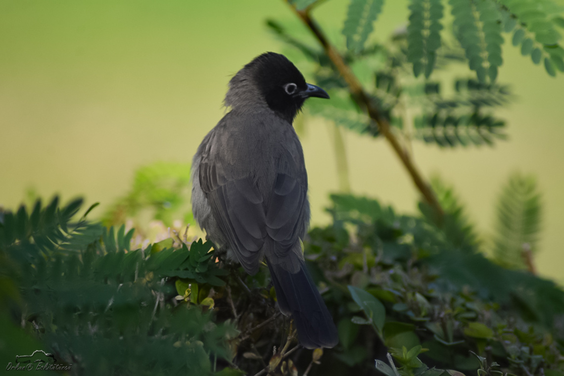 White-spectacled Bulbul