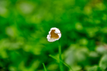 Ocakta