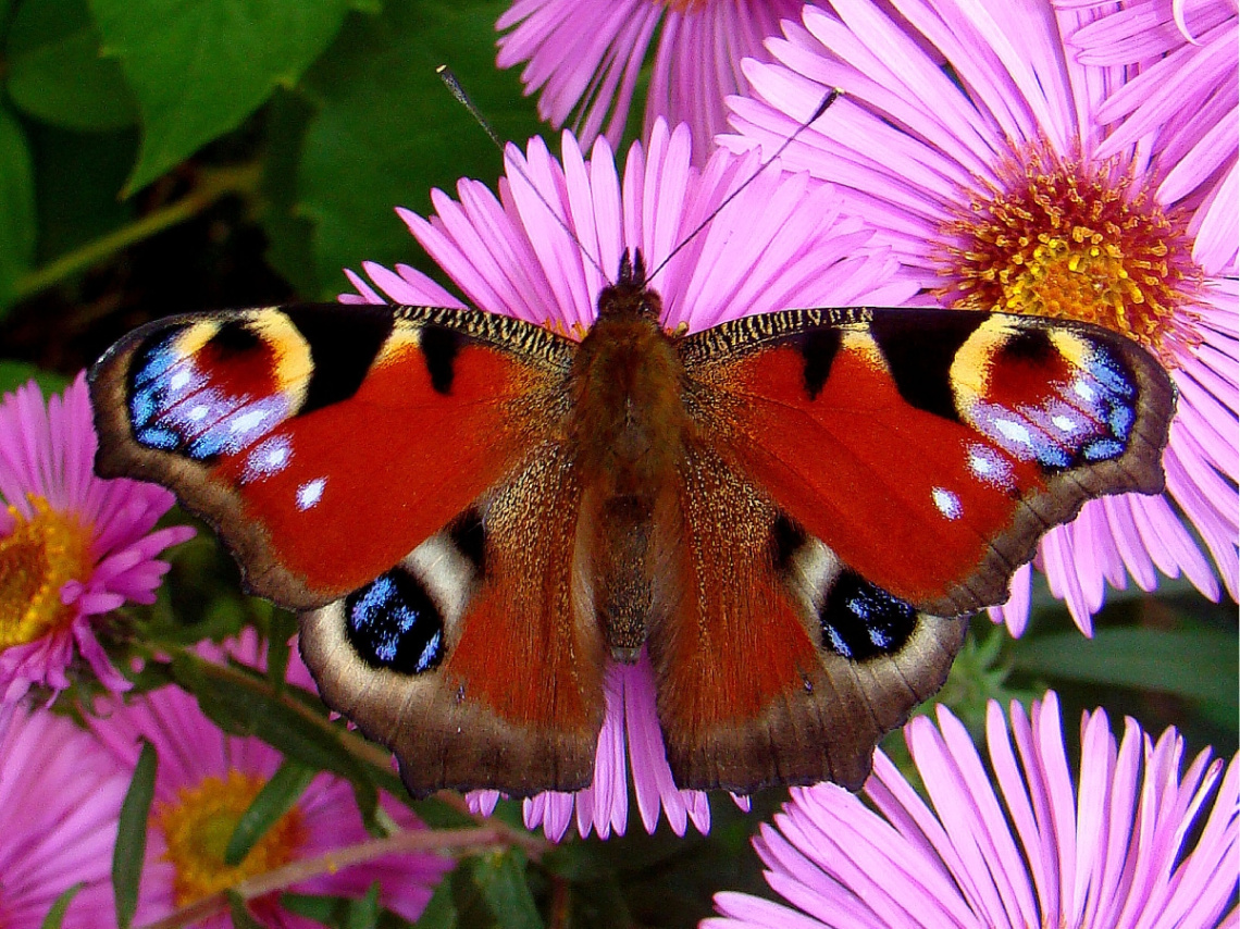 SCHMETTERLING