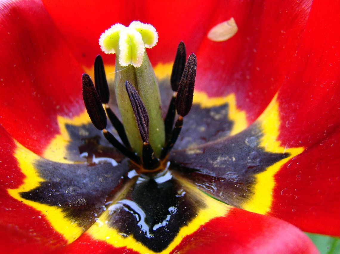 BLÜTE