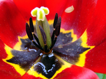 BLÜTE
