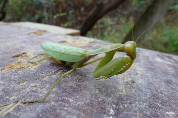 Mantis 