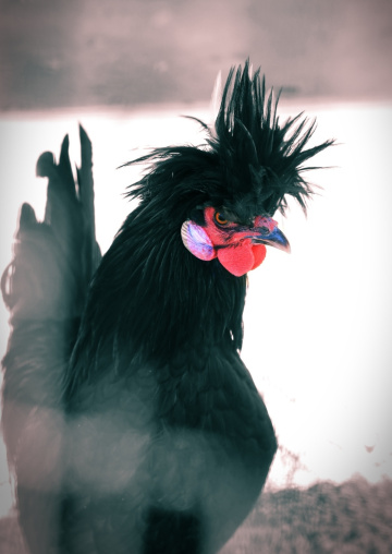 Cock