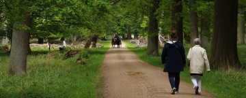 A walk in the forest