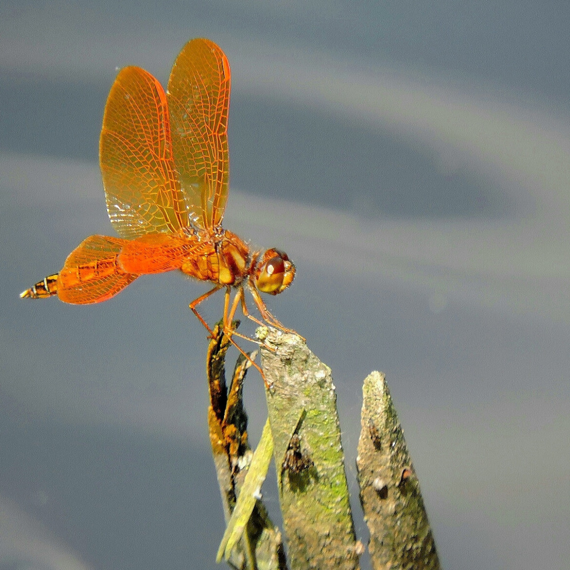 Golden Dragonfly 
