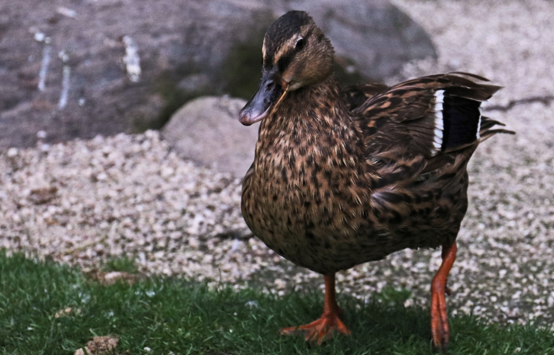 Mrs. Duck