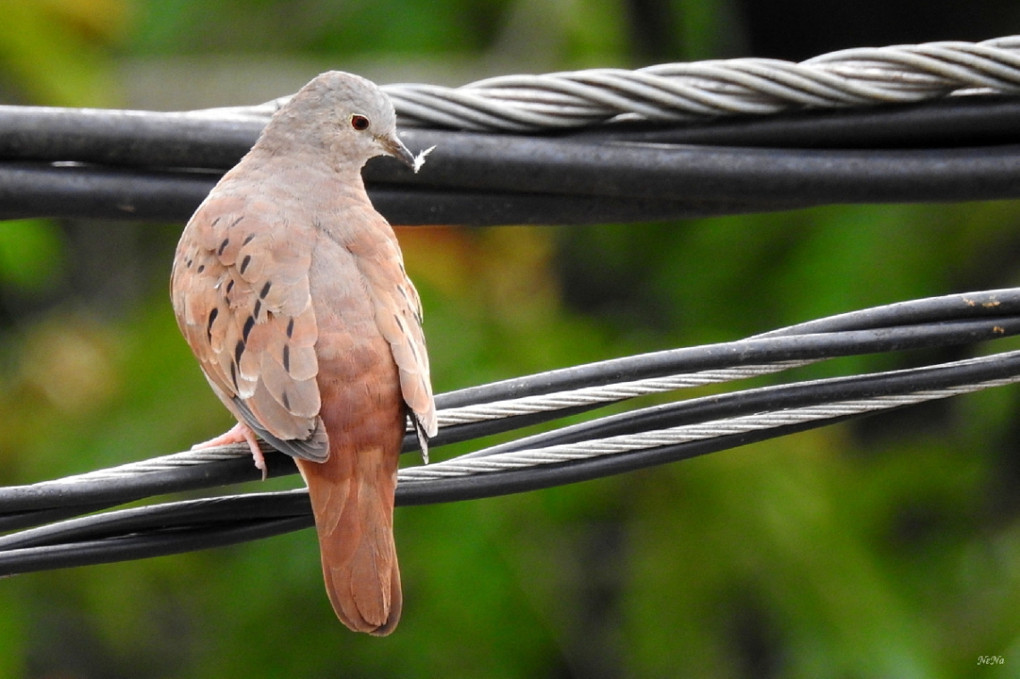 Dove