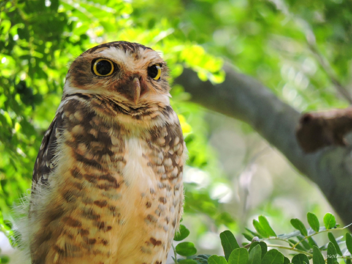 Athene cunicularia