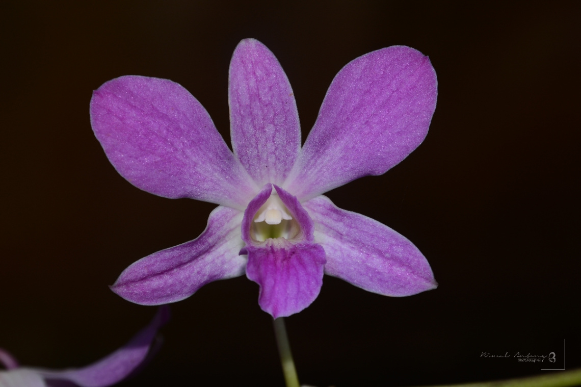 orchid