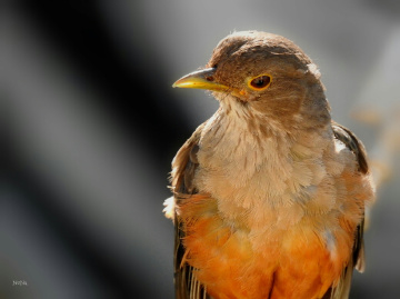 Details of their feathers