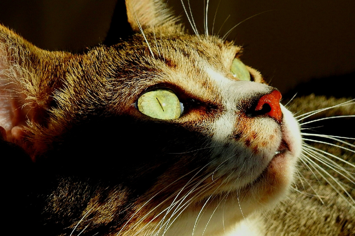Cat's eyes