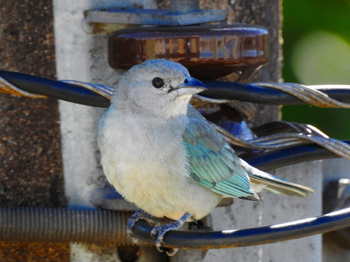In the middle of the wires